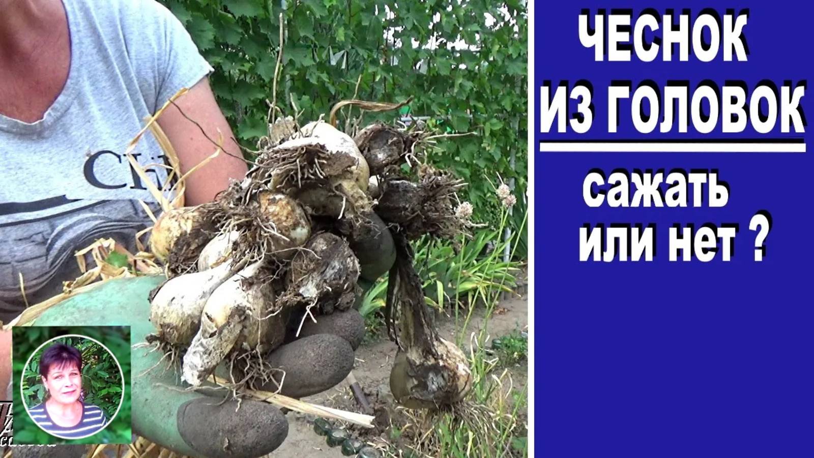 Чеснок из головок. Результат посадки чеснока целыми головками