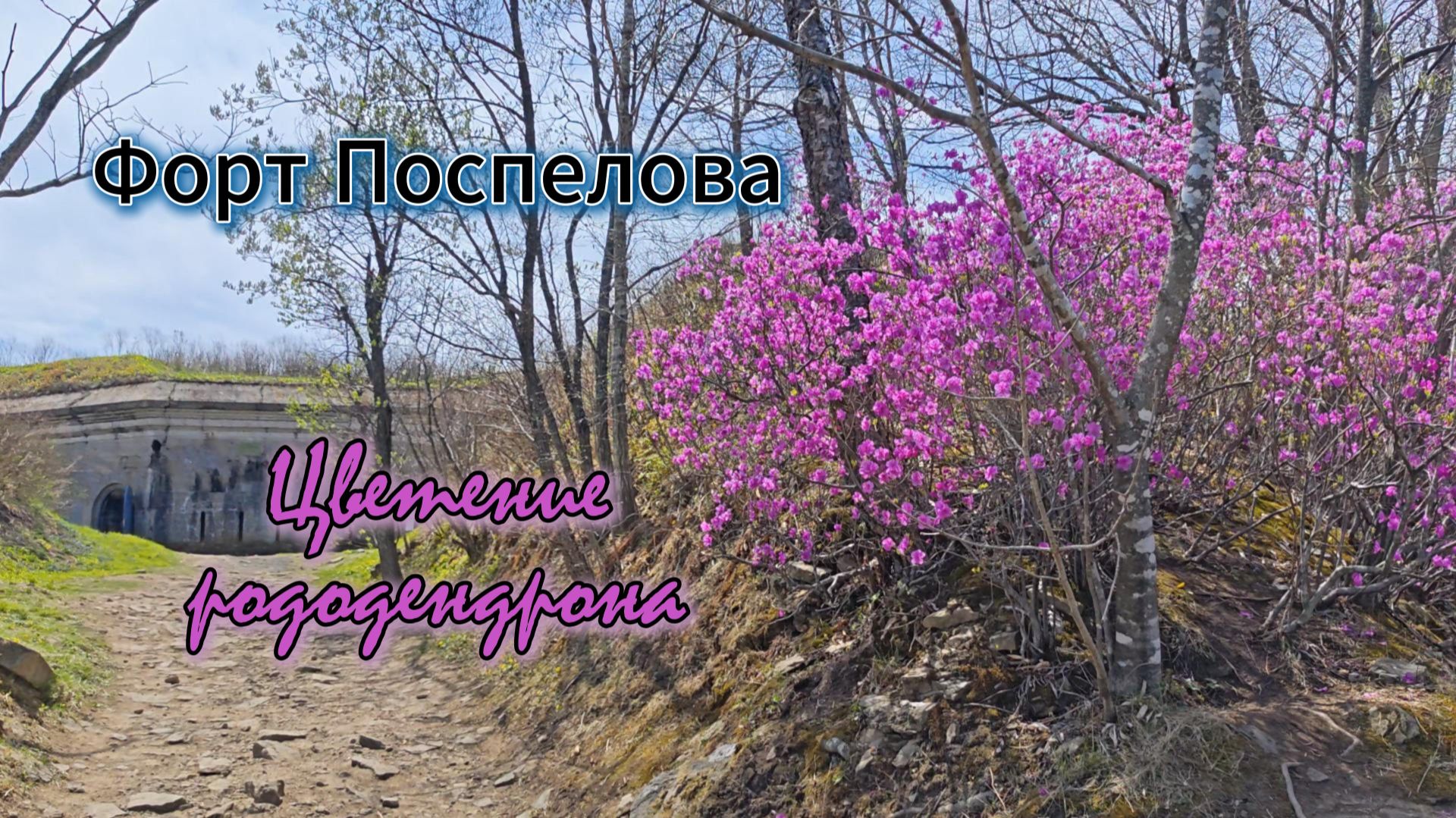 Цветение рододендрона во Владивостоке - форт Поспелова
