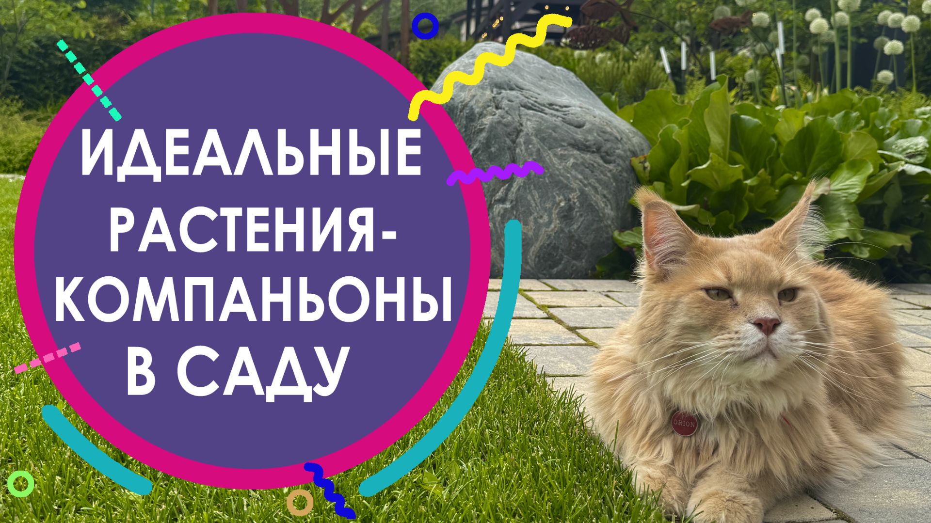 ИДЕАЛЬНЫЕ РАСТЕНИЯ-КОМПАНЬОНЫ ДЛЯ САДА