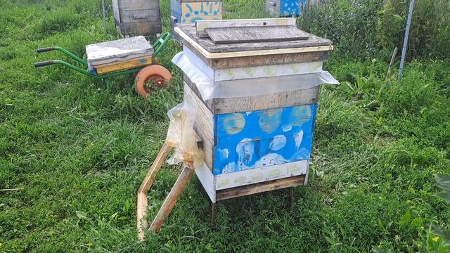 Очередной ребус с расплодом. Что делать с отроившейся семьёй?