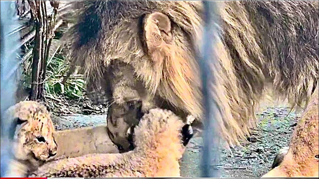 Огромный лев из золотого прайда так нежно относится к маленьким львятам ❤️