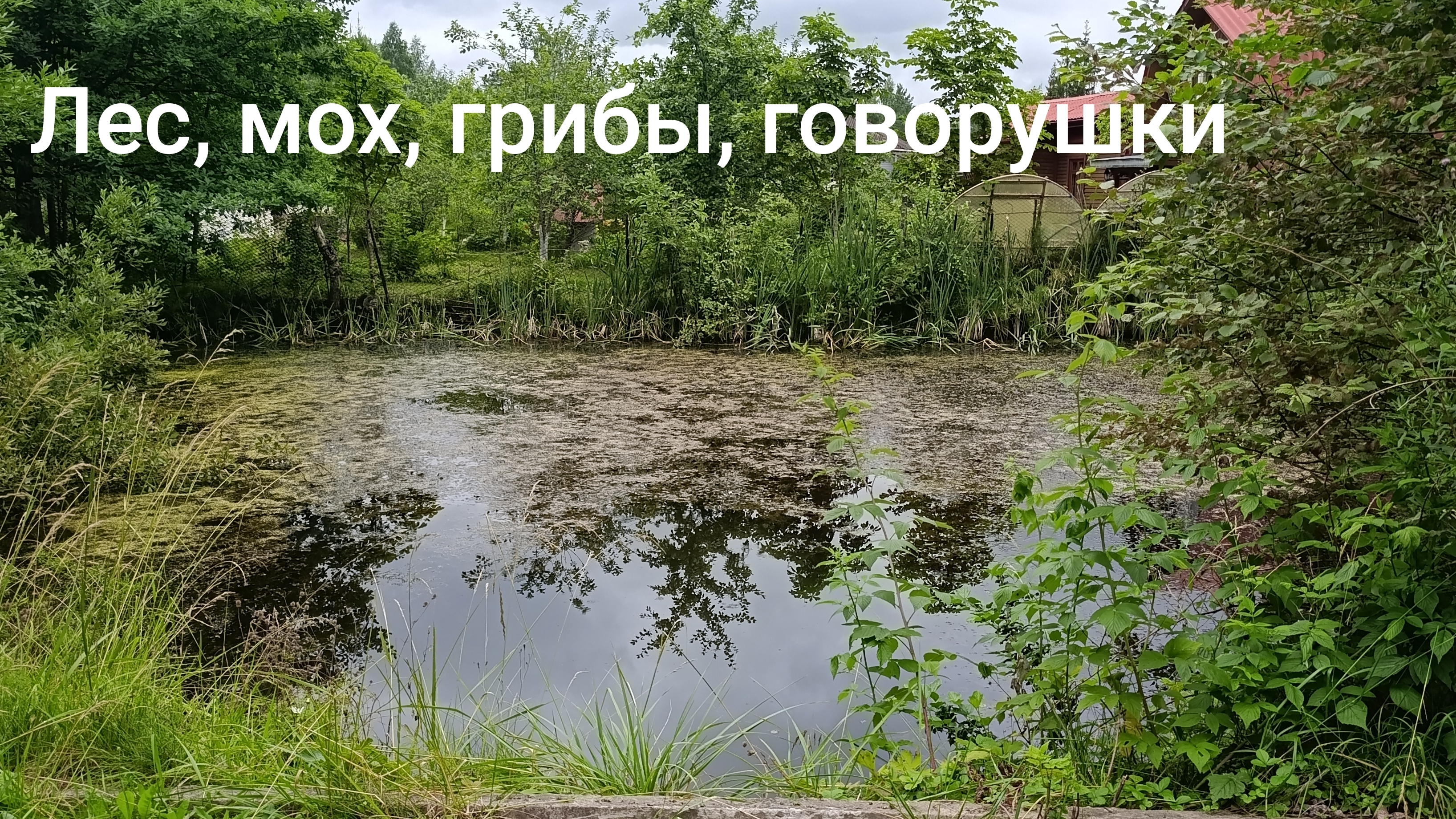 Прогулка по лесу, говорушки