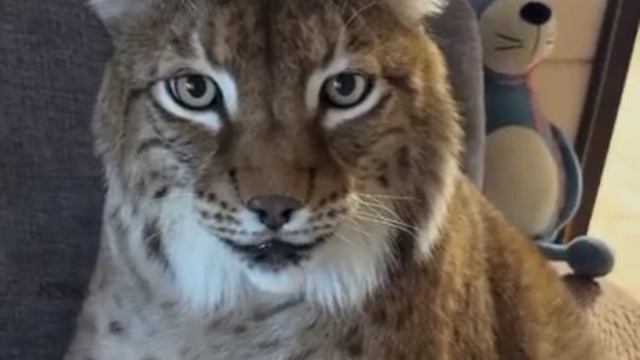 😸Типичное утро в России выглядит как-то так
уже покормили своих питомцев?)