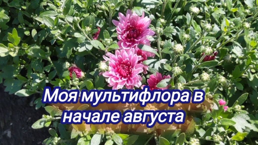 Хризантема мультифлора. Накормила беспризорницу...