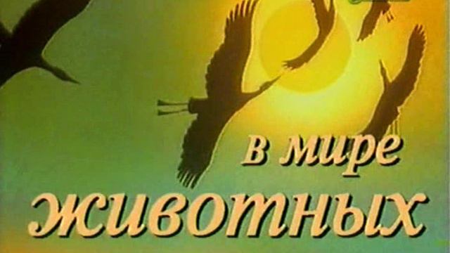 В мире животных с Николаем Дроздовым 2007 г Выпуск - 1