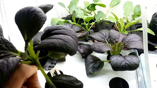 Hydroponic Purple Lady Pak Choi Seed To Harvest