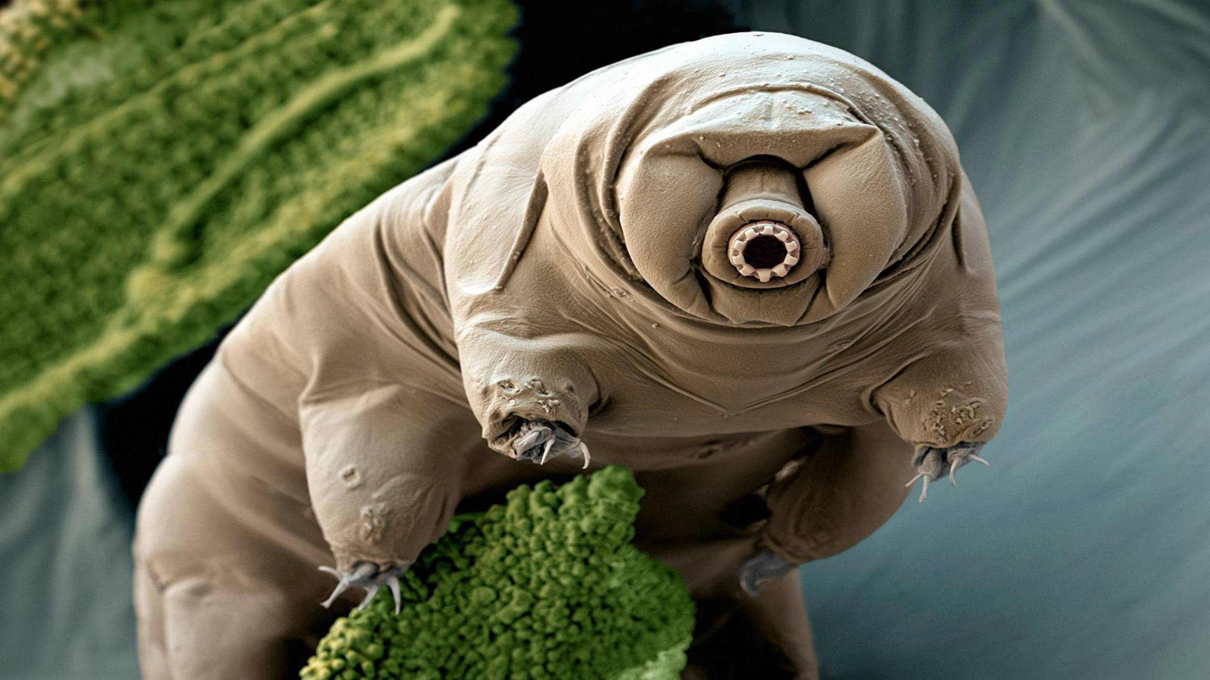 Тихоходки или водяные медведи - Tardigrada #животные #интересно