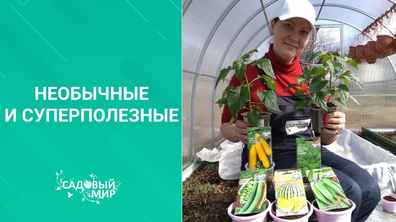 Супер полезные, необычно вкусные. Сеем  Армянский огурец,  Бамию и  капусту  Кале.
